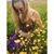 Delia MacInnis's profile image