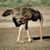 Subiendose A LosBotes's profile image