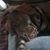Maddog Tandy's profile image