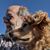 Don Hanson's profile image