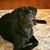 Stacie Pinnavaia's profile image