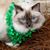 Linda L. DeVries's profile image