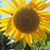 Natalie Southerland's profile image