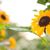Sherri Arn's profile image