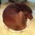Laura Nowicki's profile image