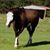 Juanita Zavala Chatham's profile image