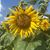 Sherry Sanders's profile image