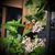 Sue Digrispino Dadds's profile image