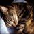 Kathleen Marsh's profile image