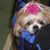 Tonilynn Sicari's profile image