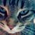 Casey Custer's profile image