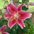 Bonnie Latimer's profile image