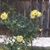 Patti Maxwell Hines's profile image