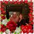 Tony Sbarra's profile image