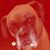 Lori Dilg Lubelli's profile image