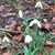 Jeannette Cabanis-Brewin's profile image