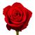 Tina Dennis's profile image