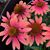Marie Burleigh's profile image