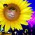 Estelle Brill Laddin's profile image
