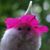 Colleen Harris Durrett's profile image