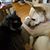 Debby Tschaplizki Arlie's profile image