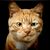 Chrissy Lewis Lynn's profile image