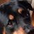 David Dodge's profile image