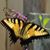 Virginia Bobbitt's profile image