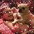 Jennifer Kline Shirley's profile image