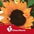 Danette R Tornatore's profile image
