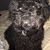 Jennifer Lamb Fletcher's profile image