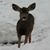 Joanne Graves's profile image