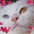 Sandra Holback's profile image
