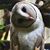 Carlos Collins-Gulnick's profile image