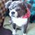 Cheryl R Shetler's profile image