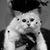 Bon Spengler's profile image