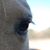 JoAnne Platt Schnyder's profile image