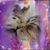 Terry C Holcomb's profile image