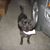 Karen Sue Bradley-Beliveau's profile image