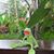 Hi Ho Kermitthefrog's profile image