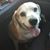 Sonja Schwartz Rosenberg's profile image