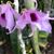 Craig Ross's profile image