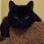 Steve Stopka's profile image