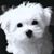 Jeanne Tischler's profile image