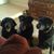 Lisa Redmann's profile image