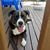 Adebe Inglis-Assaff's profile image