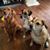 Denise Bazzell Lanier's profile image
