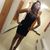 Ashley Love's profile image