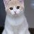 Coco Liu's profile image