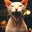 Barb Tate-Renaud's profile image